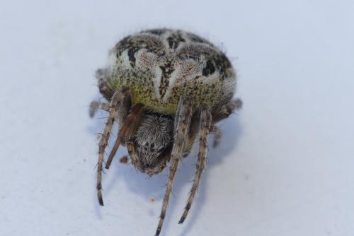 Agalenatea redii